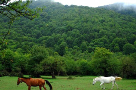 نمایی از جنگل الیمستان با درختان سرسبز، مه غلیظ و چشم‌انداز کوهستانی در استان مازندران