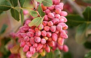 جشنواره پسته، دریچه‌ای به سوی توسعه صنعت گردشگری زرندیه