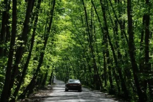 چمستان، گردهمایی جنگل و ساحل