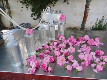 "آیین سنتی گلاب‌گیری در بروجرد با حضور مردم محلی و گردشگران، در فضایی سرشار از عطر گل محمدی و جلوه‌های فرهنگی، به عنوان رویدادی ملی در تقویم گردشگری ایران ثبت شد