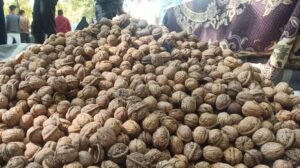 آغاز پنجمین جشنواره ملی گردو در سهرورد+خبرسفر