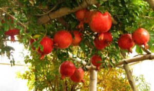 انار در مارین؛ طعم فرهنگ، رنگ طبیعت، شور زندگی+خبرسفر