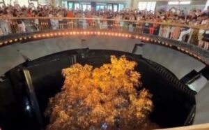 درخت طلایی چین؛ جاذبه‌ای درخشان برای گردشگران جهانی