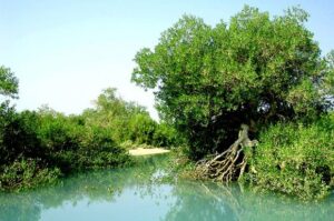 نقش جنگل‌های ساحلی در پایداری زیست‌محیطی؛ اکوتوریسم دریایی تقویت شود=خبرسفر