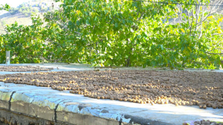 گردوی مرغوب عجب شیر، گرفتار خام فروشی+خبرسفر