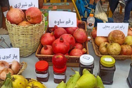 برداشت هزار و 500 تن انار و رواج گردشگری کشاورزی در اردبیل
