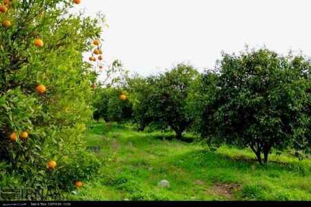 محصولات بومی مازندران در آستانه تبدیل به برندهای معتبر+خبرسفر