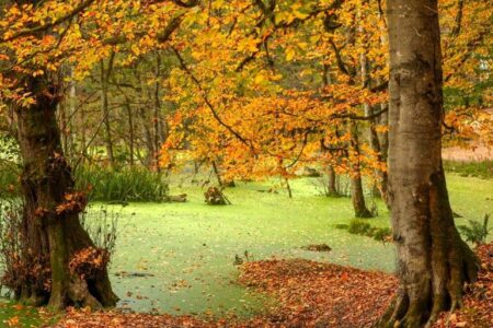 مرداب دریوک؛ مقصدی بکر و رویایی برای سفر پاییزی یک‌روزه