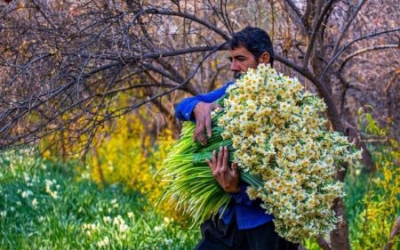 جشنواره گل نرگس شهرستان خفر برگزار می‌شود+خبرسفر