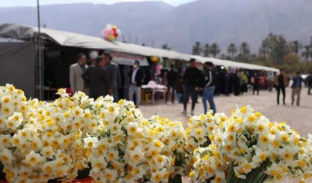 جویبارمیزبان هشتمین جشنواره ملی گل نرگس+خبرسفر