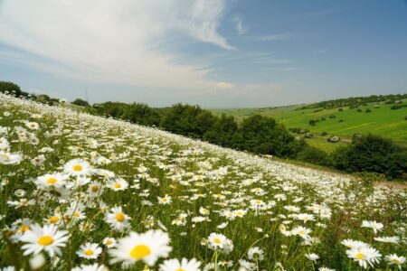 جشن بهار در جنگل فندقلو با رویش گل های بابونه