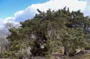 ثبت ملی سرو کهنسال شهرستان بم در دستور کار